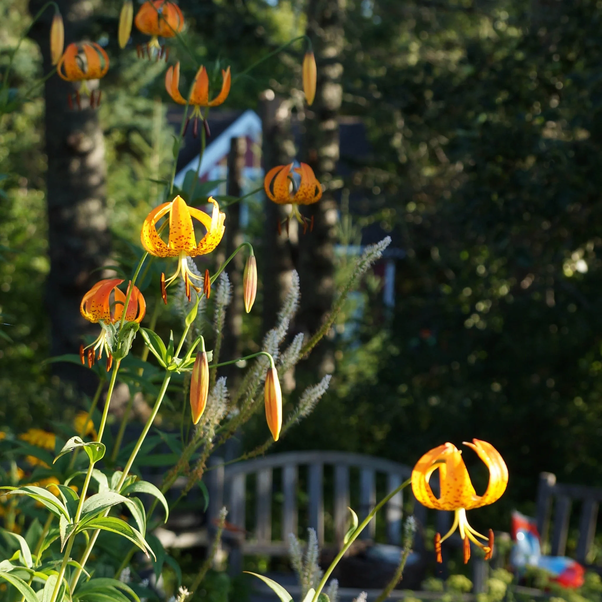 Wildflowers